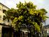Mimose in Garda - Ende M�rz 2010