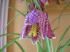 Schachbrettblume