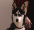 full_sva.png