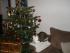 Der Baum mit Kater :-)