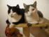 Pebbles und Oscar aufm Krallbaum