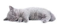 Katze scheren 4214113141