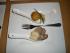 (selbs)ger�ucherte Entenbrust mit Apfel-Meerettich-Sorbet und Blutwurstpraline 