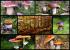 full_collage2.jpg