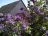 Fr�hling zu Hause