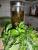 Maritchen`s Kr�uterlik�r mit Wermut