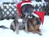 full_unsere  Hunde Meggi und Tilka. (Tilka mu�te 2006 eingeschl�fert werden)jpg