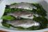 full_Forelle mit B�rlauch gef�lllt.jpg