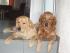 Dinah und Aika