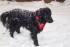 Lucky im Schnee 1