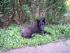 Molly das Blumenkind,�h Hund