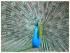 full_pfau_p11004731.jpg