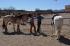 waiting for trailride
