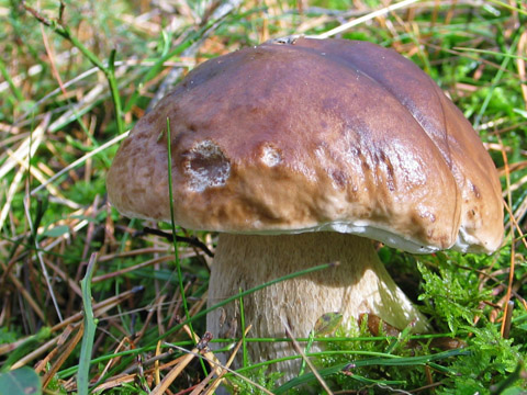 Ein hübscher Steinpilz...