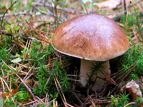 ...noch ein hübscher Steinpilz...