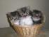 Ein Korb K�tzchen - Charlie, T�rtchen und Susi 4 Wochen alt