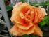 meine Lieblingsrose