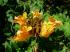 african tulip