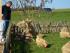 Fuchs du hast das Huhn gestohlen
