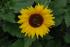 Sonnenblume als Nektarspender