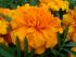 Tagetes