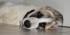 full_dsc03178_2.jpg
