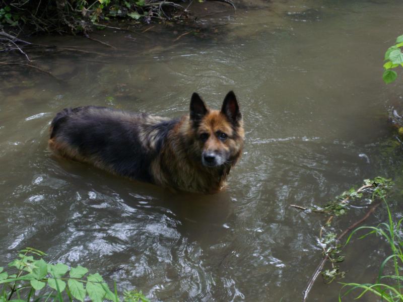 vorstellen neues Haustier 3 2538121933