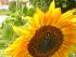 full_sonnenhummel2.jpg
