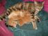 Molly und ihre Kinder