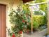 Rosen an der Garage