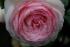 Die wundersch�ne Eden-Rose