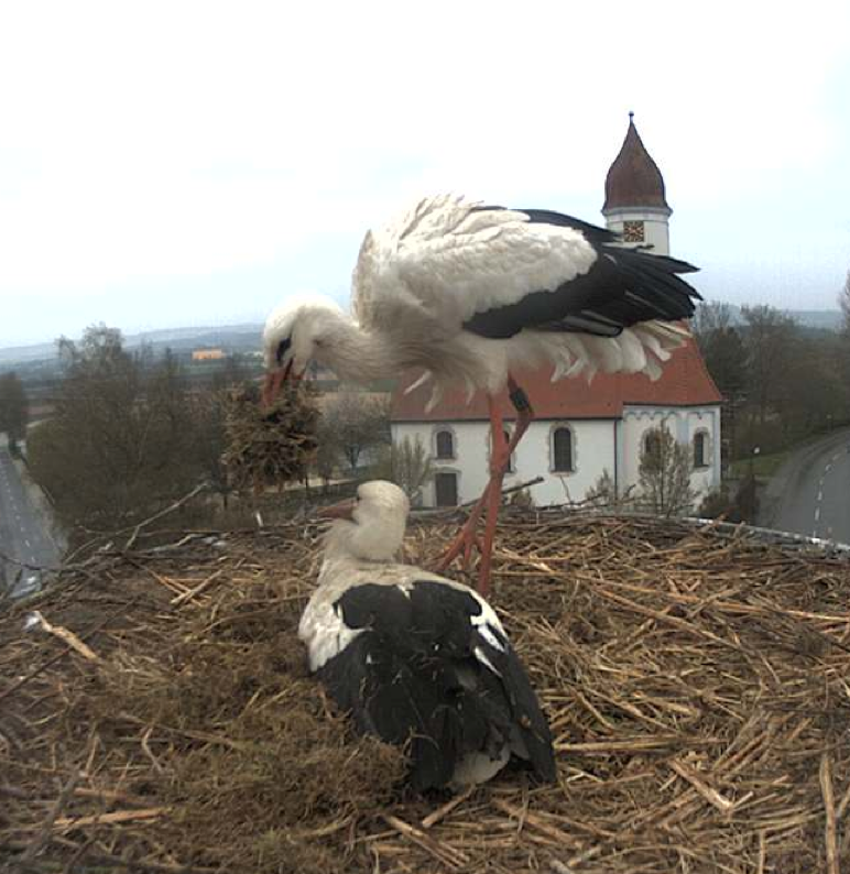 Bild
