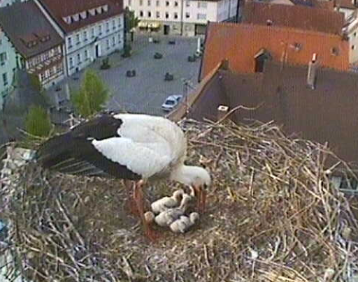 Bild