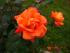 full_cimg1312.jpg