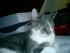 Gizmo, leider seit Juli 2007 verschwunden : (