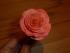 full_p1000963.jpg