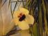 full_orchis032.jpg