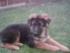 Anka