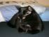 Unser Bett ist sein liebster Platz