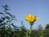 14.10.07 gelbe Bl�te... evtl. Topinambur???