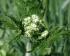 08-05-04 wei�bl�hendes Kraut am Wegesrand