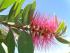 Australischer Lampenputzer (Callistemon)