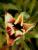 Lachtulpe