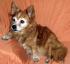 Polly, 14 Jahre alt & topfit