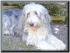 unsere geliebte Tina , die im Sept.08 von uns gegangen ist 