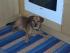 full_josie002.jpg