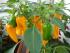 Gelbe Habaneros04