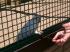 Der s��este (Goffin)Kakadu �berhaupt ! Ein echter Herzensbrecher im Vogelpark in Walsrode....