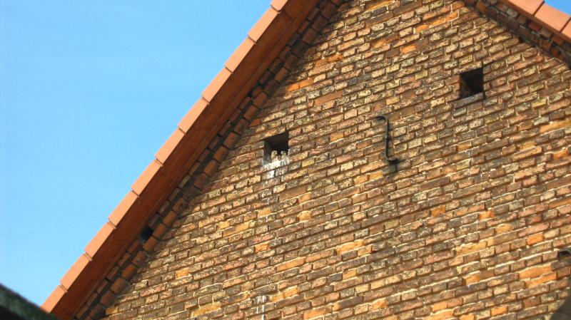 Familie Turmfalke Nachwuchs 2036714013