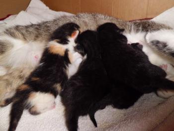 Katzenbabys suchen dringend gutes Zuhause 4089302394